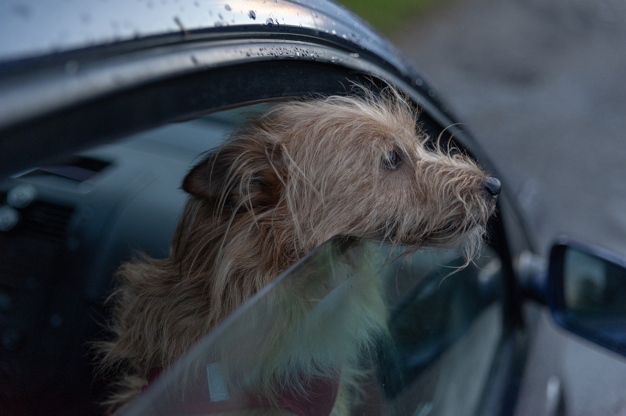 Bee Gees, Bryan Adams top songs to soothe dogs in cars